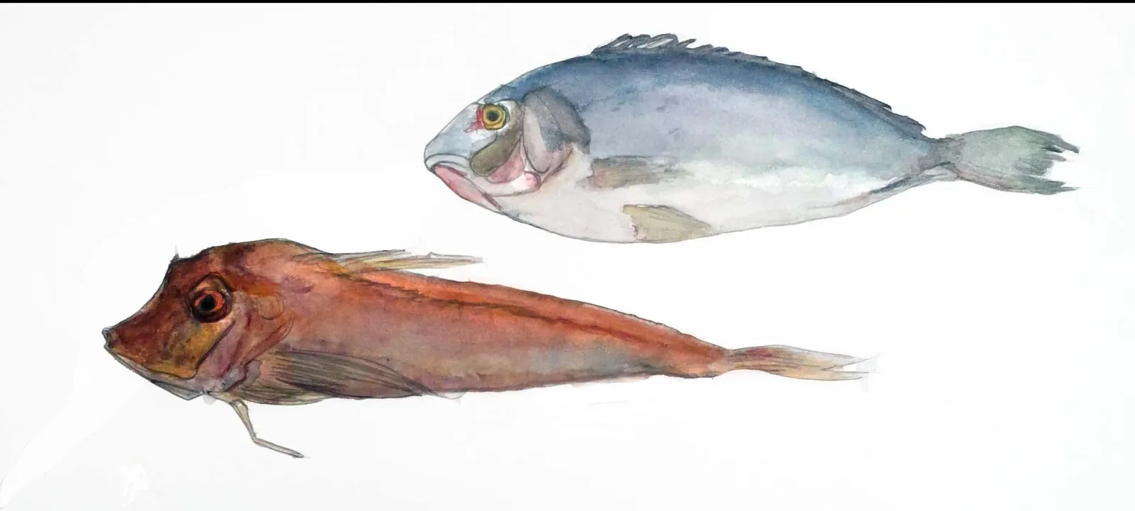 Poissons à l'aquarelle, transparences bleues